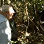 David Attenborough in Madagascar (2011)