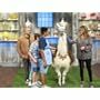 Valerie Bertinelli, Saleem Sandhu, and Duff Goldman in Kids Baking Championship: Llama Drama (2020)