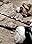 Der Tod des weißen Marabut: Die bewegende Lebensgeschichte des Charles de Foucauld